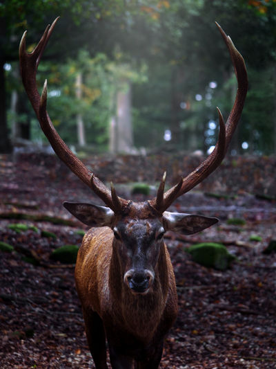Frontal photo of a red deer with a nice antler in the german forest