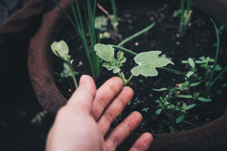 Cropped image of hand gesturing on plant