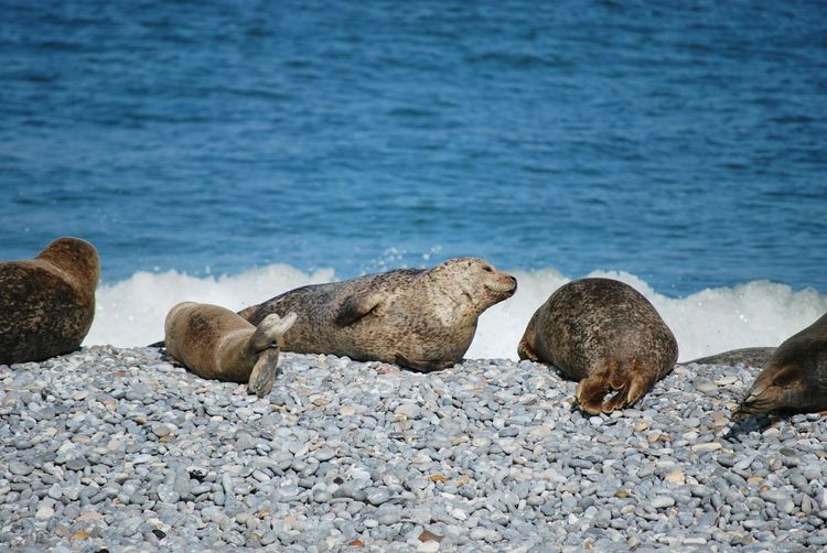 Herd of seals resting at beach