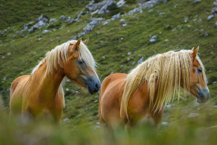 horse
