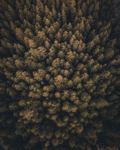 Full frame shot of plants