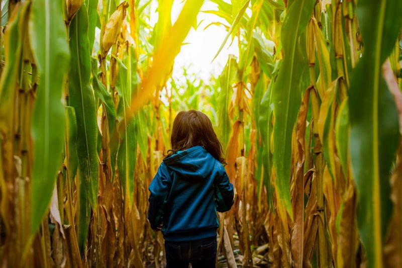 Rear view of girl walking in corn farm