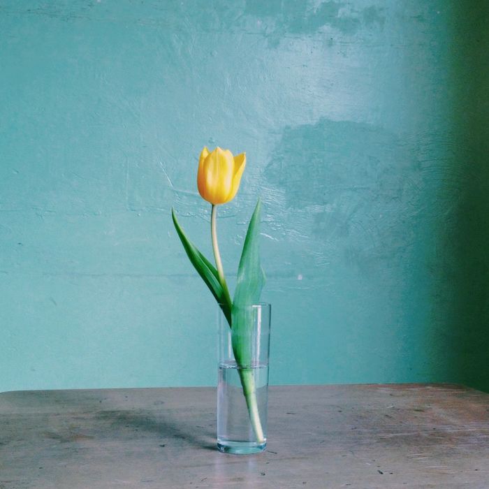 Yellow tulip in vase against wall