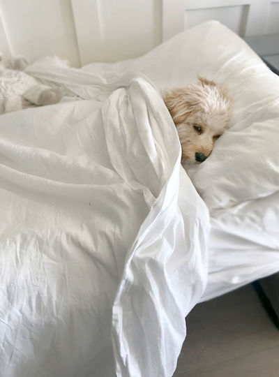 White dog lying on bed