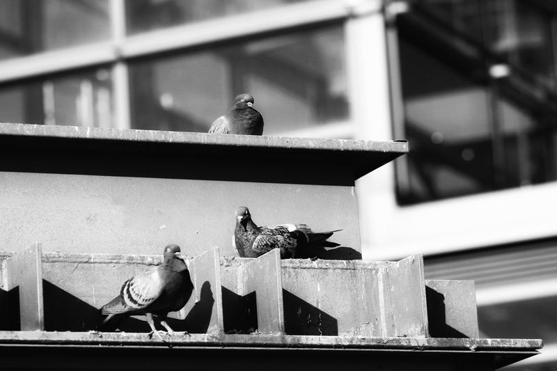Low angle view of two birds perching on building