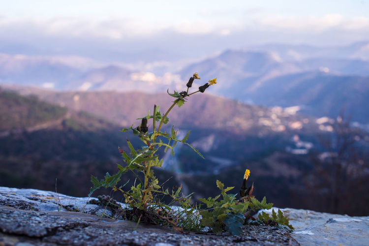 Close-up of flowering plant against blue evening mountains