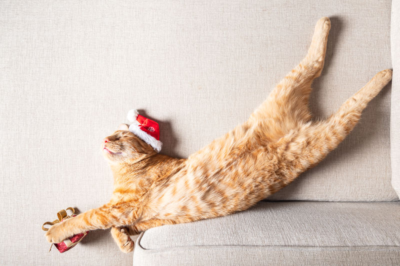 Ginger cat sleeps on the sofa in a funny pose with xmas hat on with present, christmas or new year 
