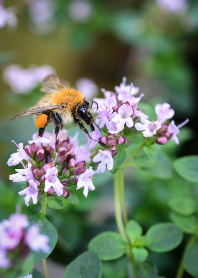 Close-up of honeybee on flower