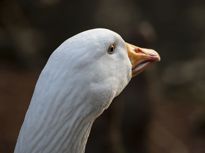 White goose head close-up