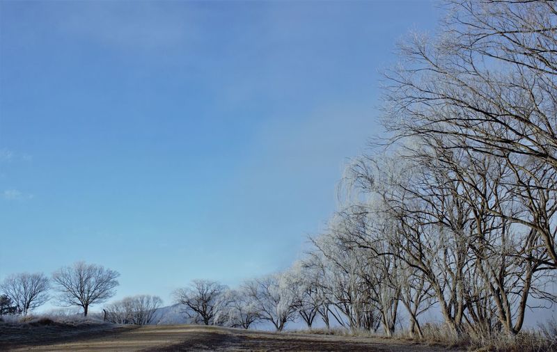 Bare trees on snowcapped landscape against blue sky