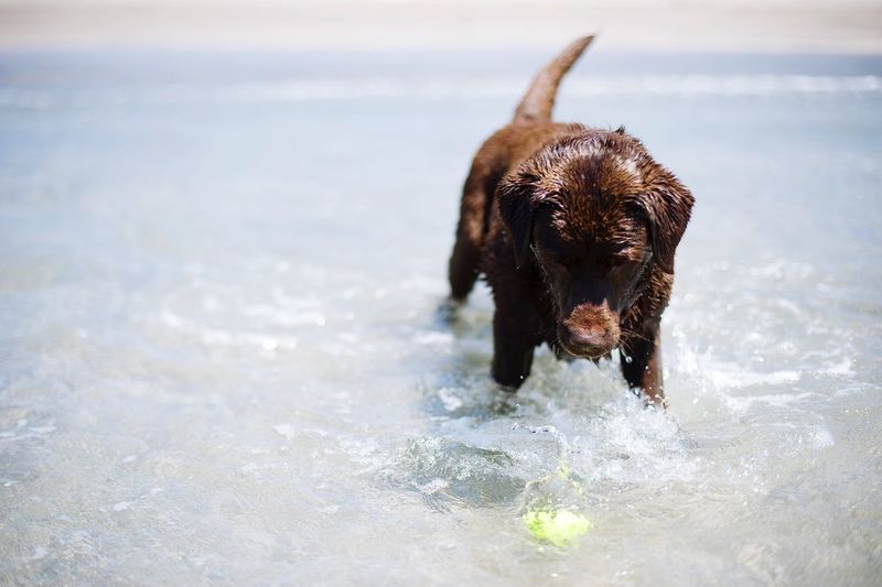 Dog playing with ball in sea