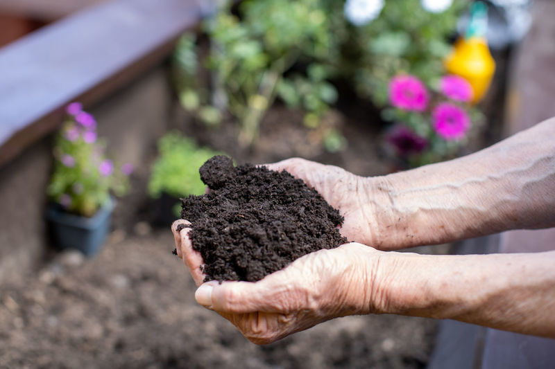 Elderly woman in small terrace garden holding soil in her hands