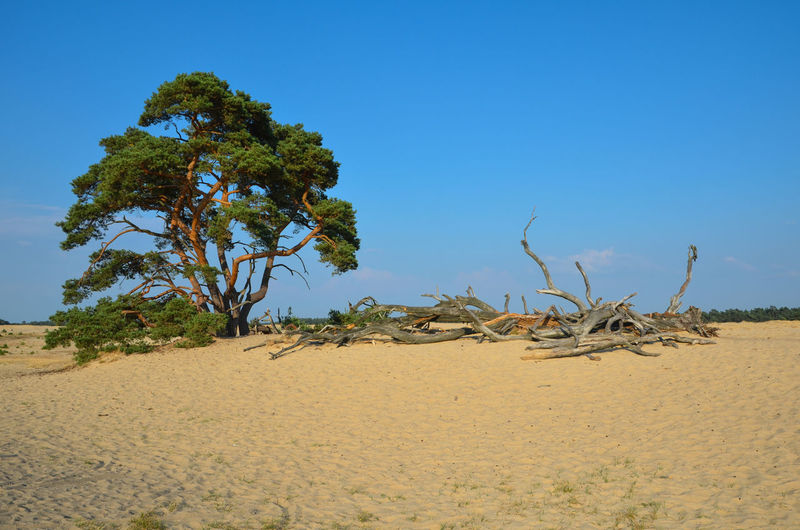 Tree on sand against clear blue sky