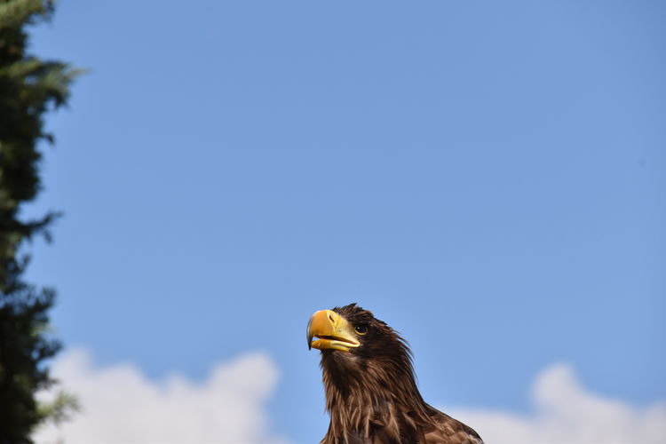 Low angle view of an eagle against sky. close up of the eagles face