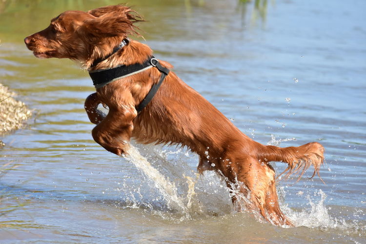 Side view of dog running in water