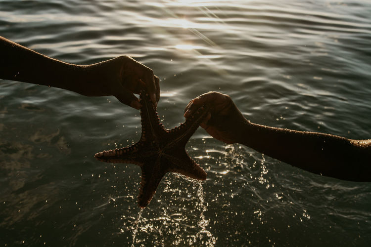 Two human hands holding a starfish during sunset