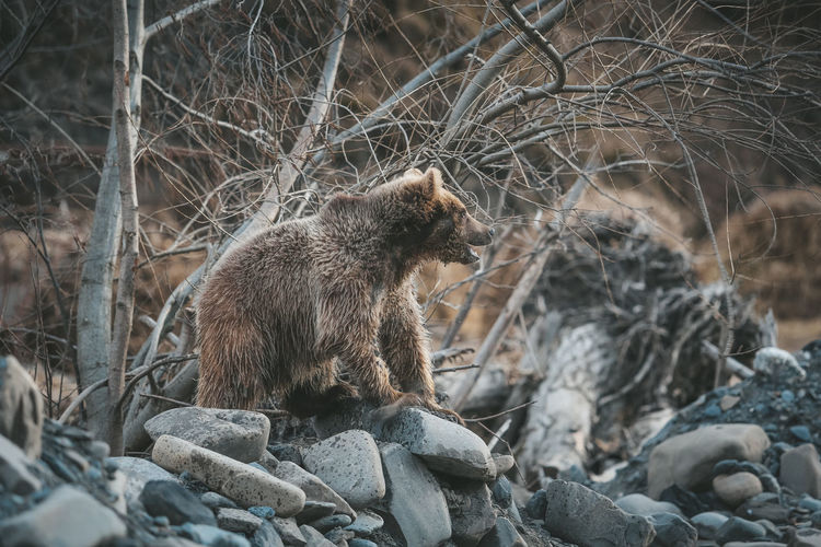 Bear in the wild