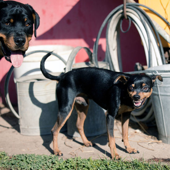 Rottweilers standing on street