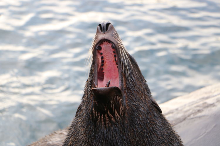 Close-up of sea lion with mouth open in lake at zoo