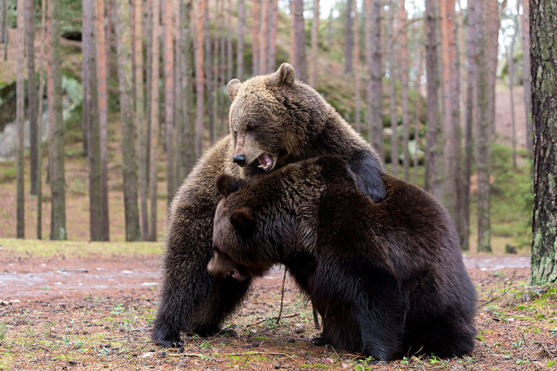 baby grizzly bear fighting