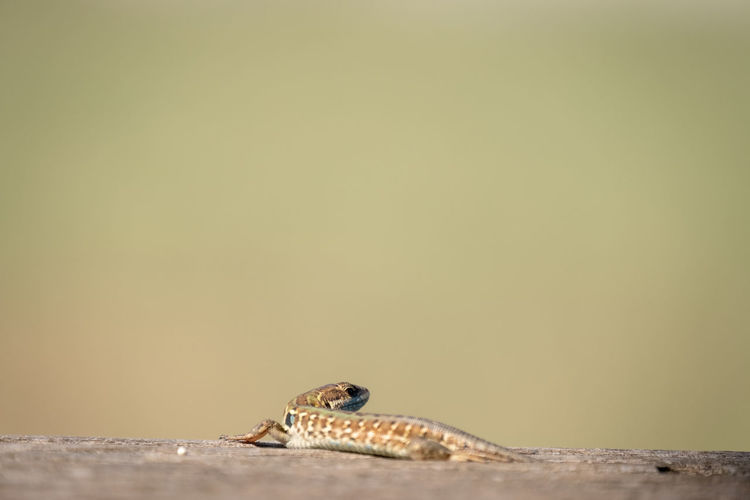 Close-up of a baby lizard