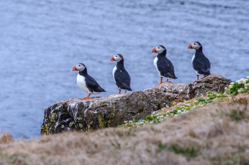Birds perching on a rock