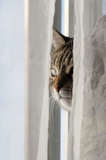 Close-up of cat against curtain