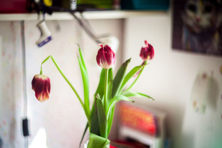 Close-up of red tulips in vase
