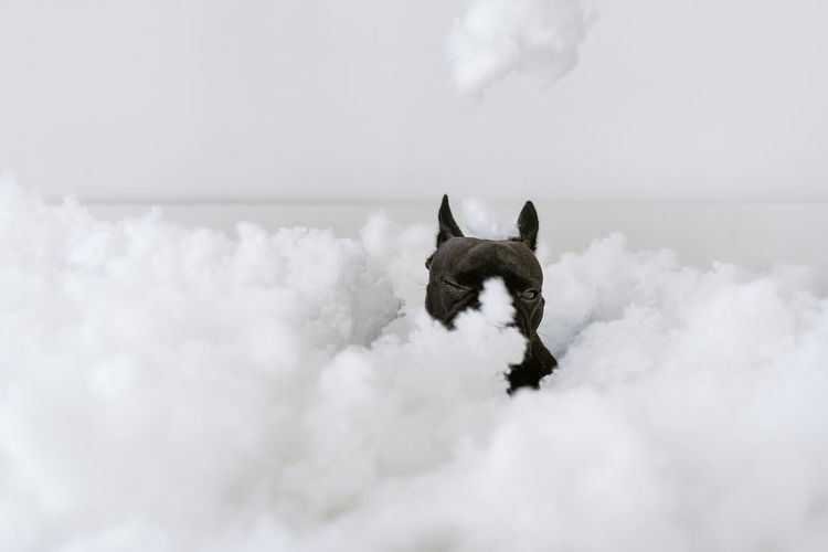 View of a dog on cotton balls background