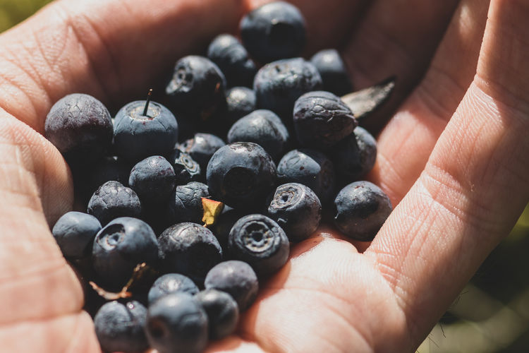 Close-up of hand holding blueberries