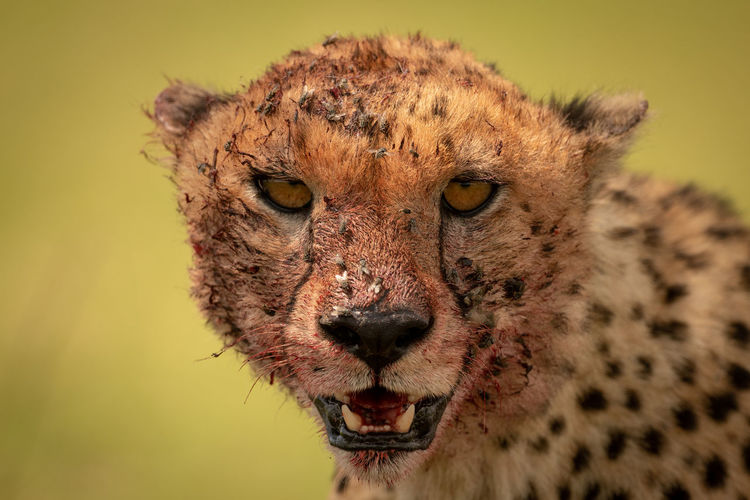 Close-up portrait of cheetah