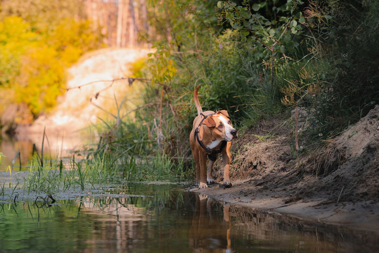 Dog in a beautiful natural scene in summer. staffordshire terrier mutt walking by the river