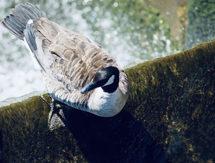 Close-up of a bird standing on the edge of a floodgate