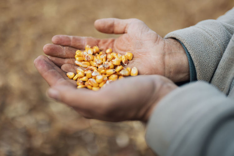 Close-up of corn in farmers hands