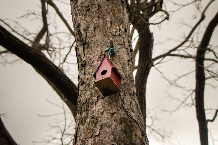 Low angle view of birdhouse hanging on tree trunk