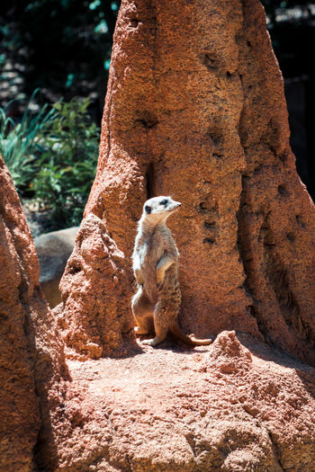 Meerkat perched infront of a termite hill