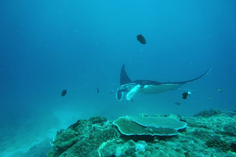 Manta ray swimming in sea