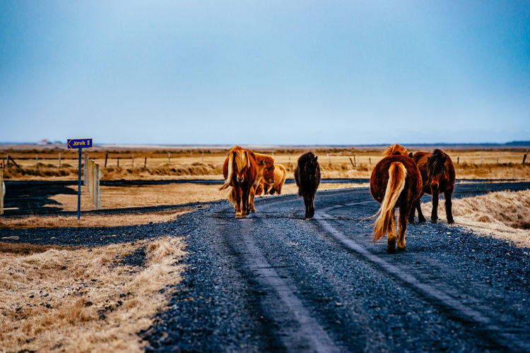 Horses on road against sky