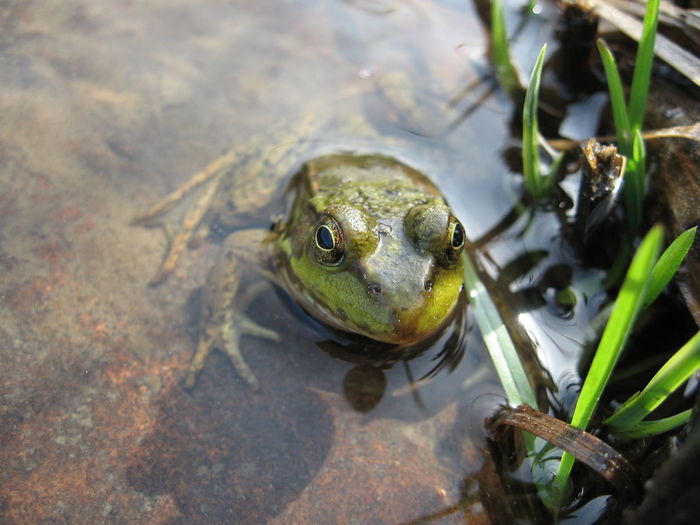 High angle view of frog in water