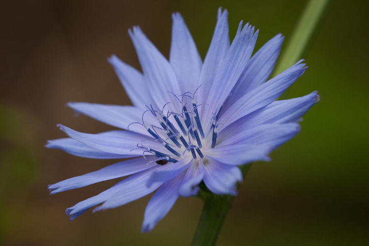Close-up of chicory blooming outdoors