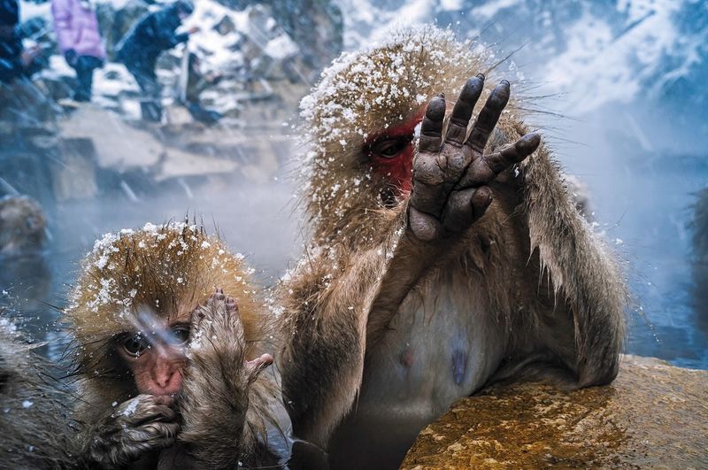 Close-up of monkey at hot spring