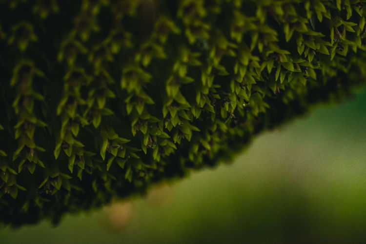 A macro shot core of common sunflower with texture for wallpaper or background.