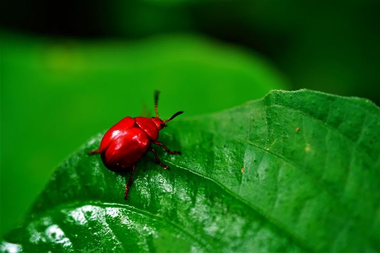 Close-up of red beetle on leaf
