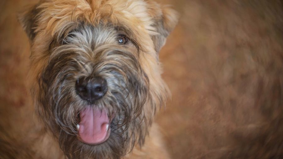 Young soft coated wheaten terrier
