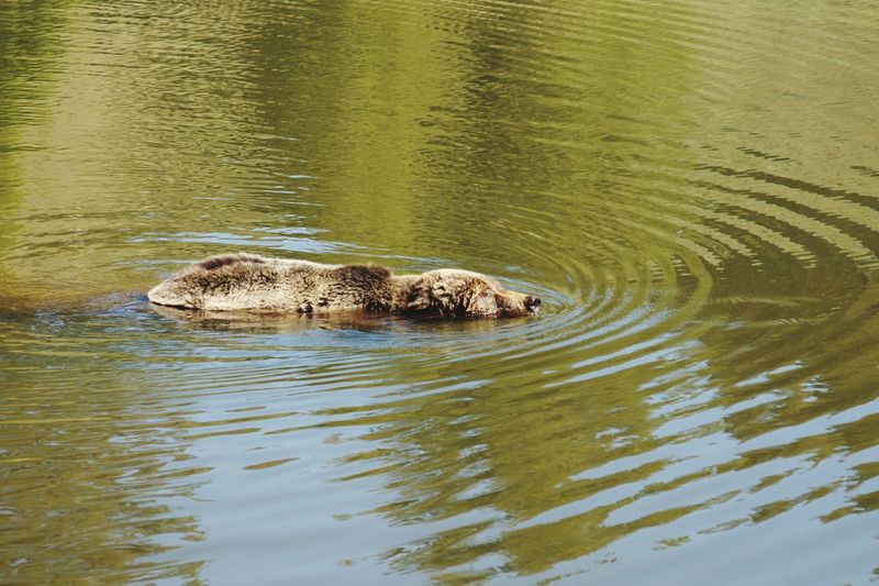 High angle view of grizzly in lake