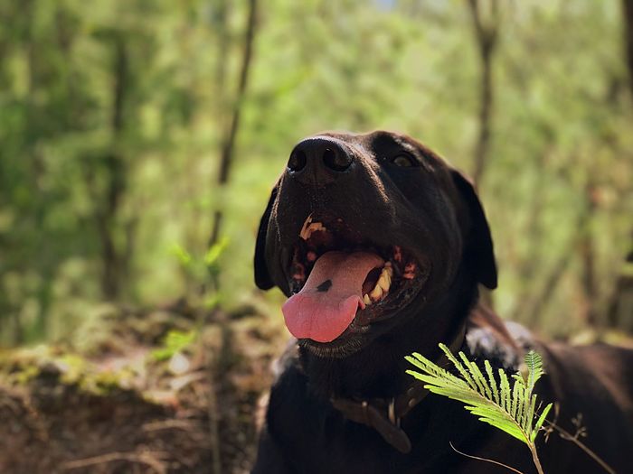 Close-up of dog in forest