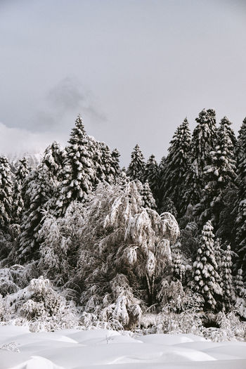 Snow covered pine trees against sky