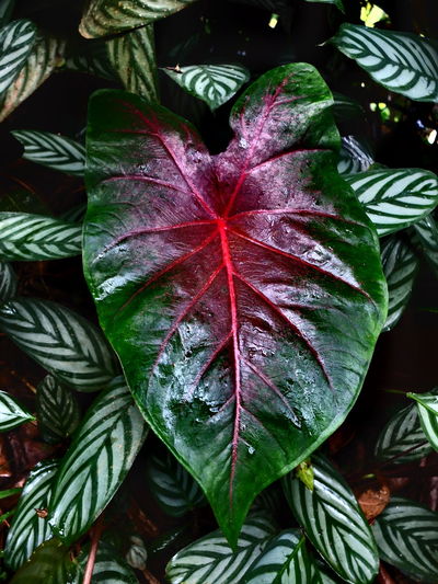 Close-up of plant
