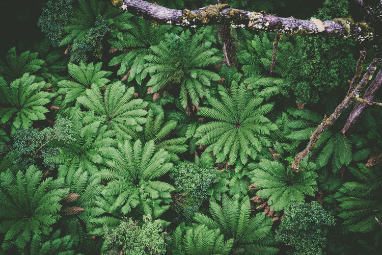 Looking down at beautiful ferns in australian rainforest