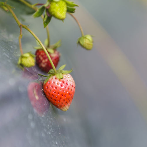 Close-up of cherries on plant